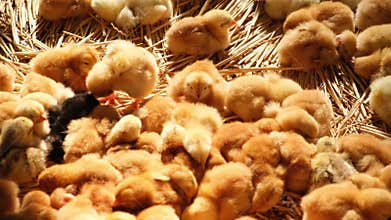 sleeping yellow baby chicks Gallus day old poultry pullets newborn in a farm sunshine straw bedding
