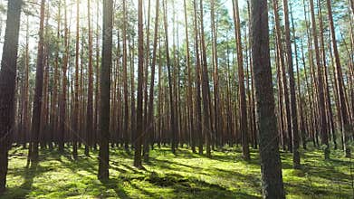 Nature magical forest rays morning trees light sunrise green wood