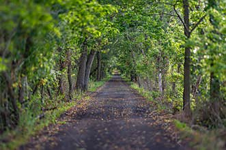 Serene Forest Pathway in Lush Greenery During Summer