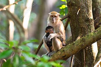 Monkey with newborn baby. Macaque in jungle