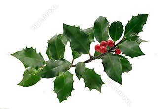 Christmas holly
