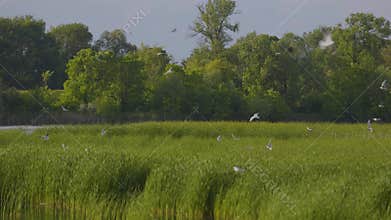 Many river gulls hunt fish in lakes, rivers, and canals. Seagulls fly over the water. Seagulls gracefully glide