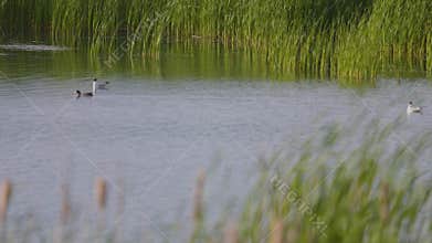 Many river gulls hunt fish in lakes, rivers, and canals. Seagulls fly over the water. Seagulls gracefully glide