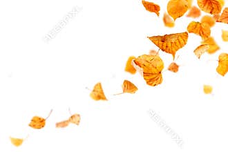 Falling Autumn Leaves