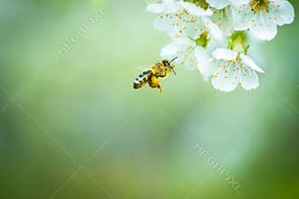 Honey bee enjoying blossoming cherry tree