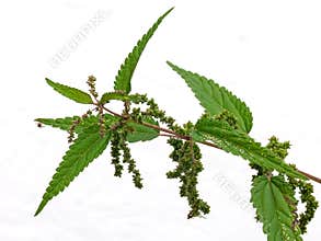 Nettle