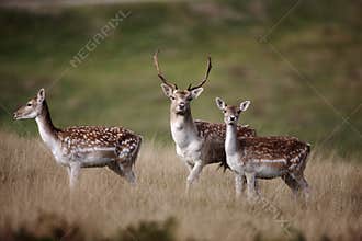 Fallow deer, Dama dama