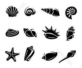 Seashells set. Vector