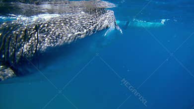 Majestic whale shark gracefully swims in blue water