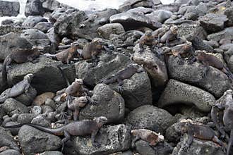 Galapagos Marine Iguana Colony