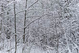 Trees covered with hoarfrost and snow in winter forest. Russian winter