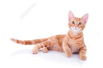 Cat Isolated