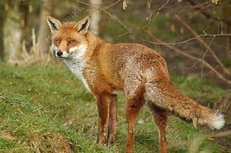 Red Fox