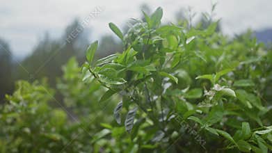 Lush green tea leaves, camellia sinensis, thrive in a misty mountain environment, suggesting freshness and natural growth