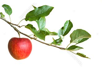 Apple on a branch