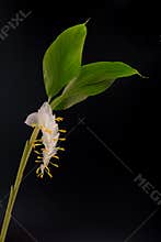 Globba schomburgkii isolated on black background (Dancing Girl Ginger flower) is a plant in the Ginger family