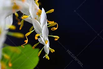Globba Schomburgkia isolated on black background (Dancing Girl Ginger flower) is a plant in the Ginger family