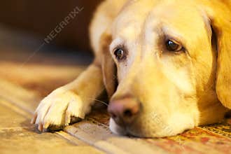 Sad Dog