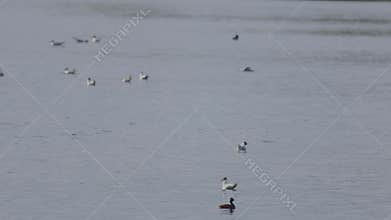 Many river gulls hunt fish in lakes, rivers, and canals. Seagulls fly over the water. Seagulls gracefully glide
