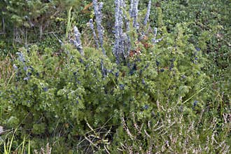 A berry-studded juniper bush in the forest