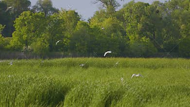 Many river gulls hunt fish in lakes, rivers, and canals. Seagulls fly over the water. Seagulls gracefully glide