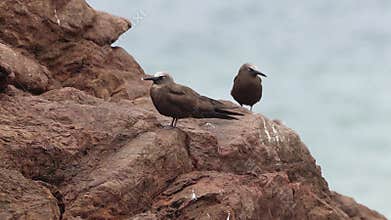 Brown Noddy (Anous stolidus), resting perched on a rock on Amaralina beach, Salvador, Bahia, Brazil.