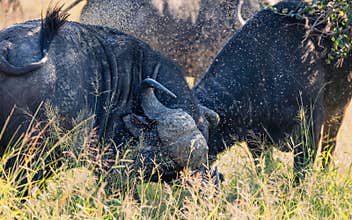Two buffalo clashing and disturbing the swarms of flies on their bodies