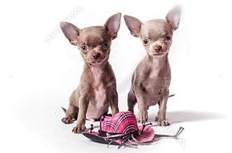 Chihuahua puppies with toy hat