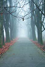 Lonely spooky road