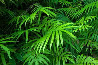 Ferns leaves green foliage tropical background. Rain forest