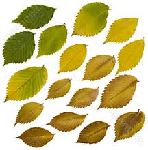 Fall leaves isolated on white