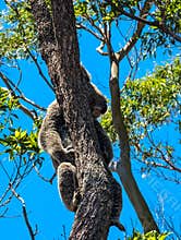 Cute Koala sleeping on a tree