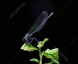 Beautiful Demoiselle (Calopteryx virgo) Portrait