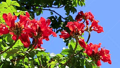 Red and yellow flowers blossoms plants in tropical forest nature Mexico