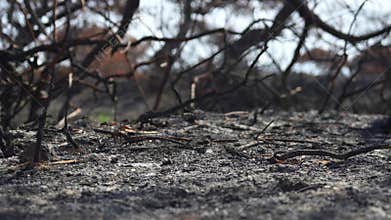 Women's feet walk through ashes in a forest after a fire