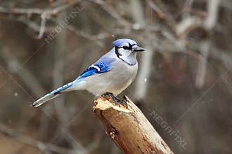 Blue Jay Bird In Snow