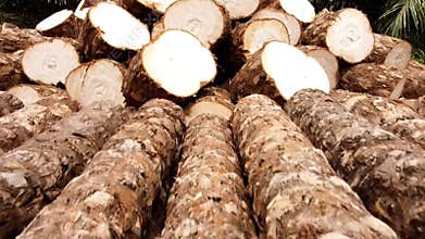 Pile of freshly harvested cassava logs wood with detailed cross-section background. brown and white color grading for