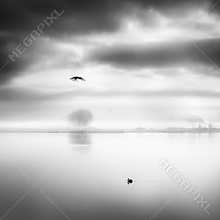 Through the eyes of an eagle