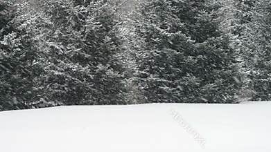 Falling Snow in Snowstorm During Winter, It's Snowing!