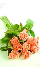 Pink roses on white background