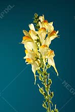 Yellow flower, growing wild