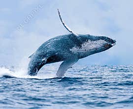Humpback Whale Breaching