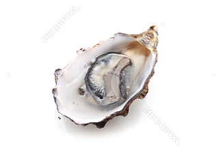 Oyster