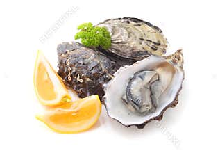 Oysters