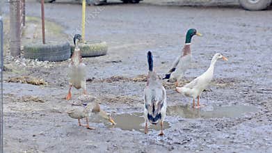Indian runner ducks walking in muddy puddle