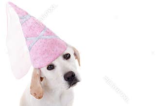 Dog Princess
