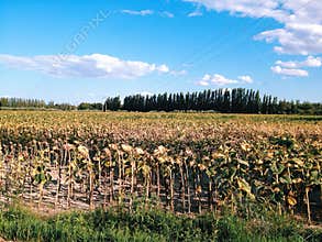 Dried sunflowers