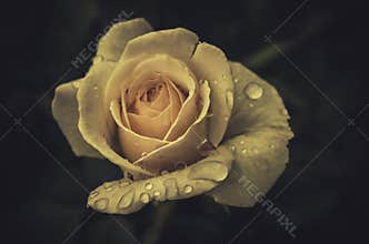 Young spring flowers roses in vintage style