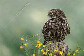 The little owl (Athene noctua),