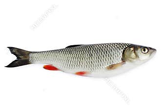 Chub, isolated on white